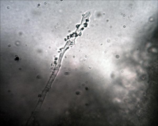 Ancora Schizopora paradoxa? (Schizopora paradoxa)